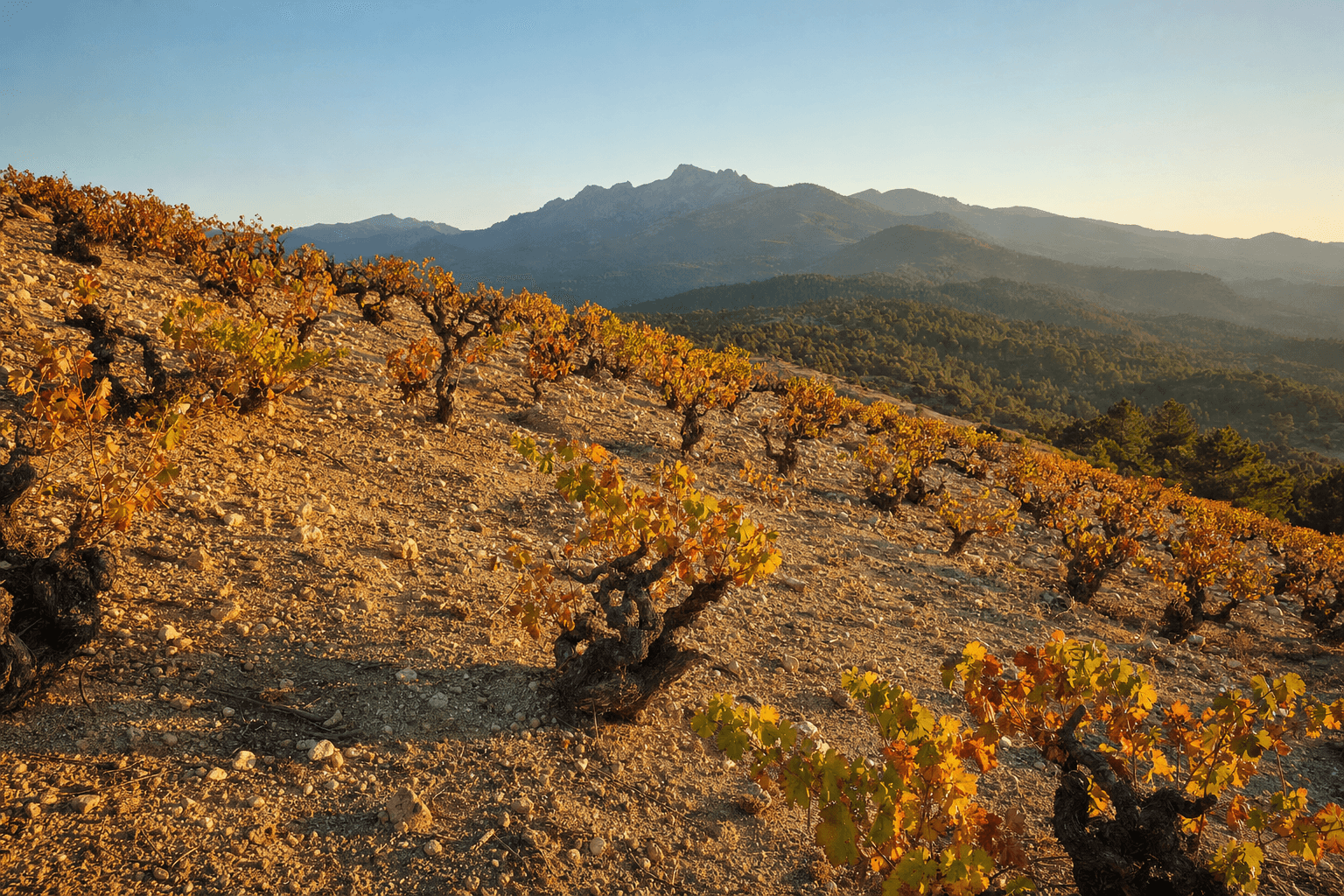 Garnacha de Gredos — la nueva borgoña española
