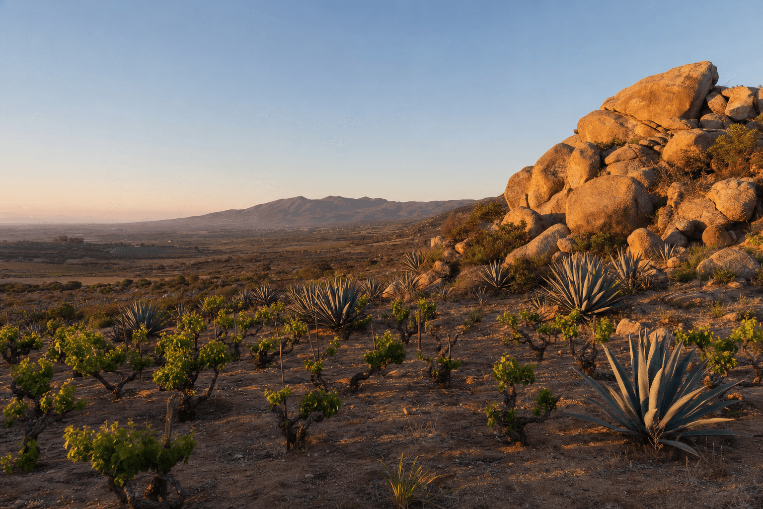 Valle de Guadalupe al atardecer — granito, magueyes y vides viejas