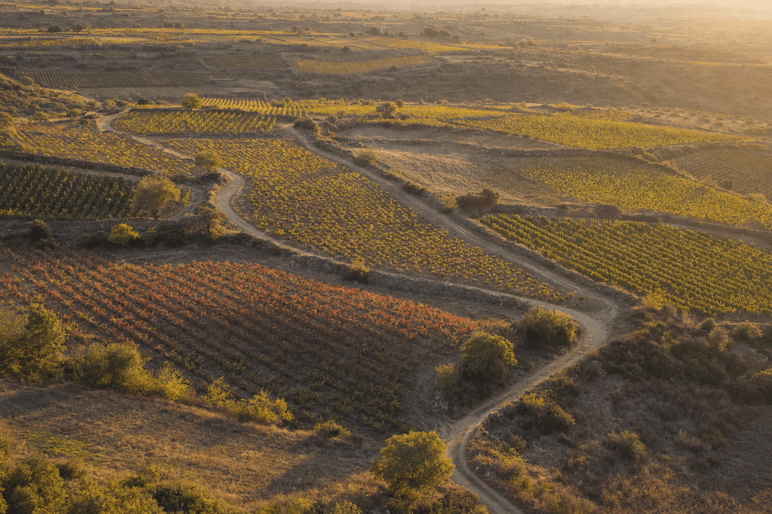 Mosaico aéreo de viñedos españoles al atardecer
