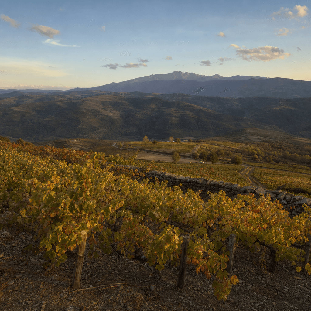 Bierzo
