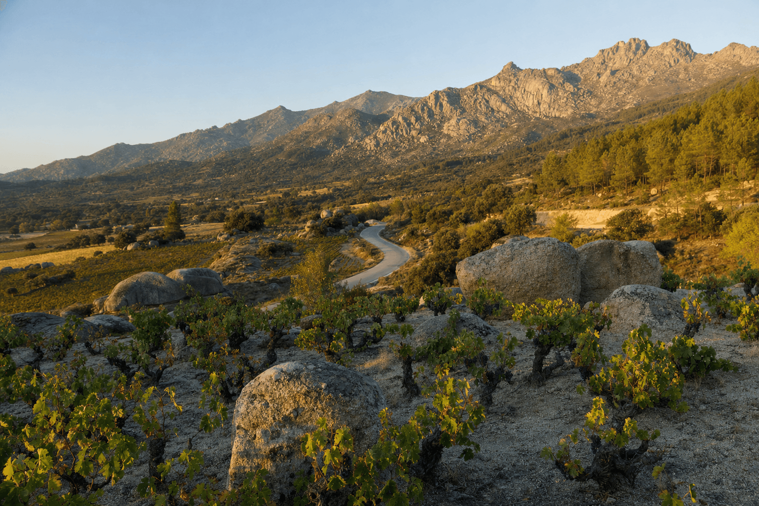 Viñas viejas de garnacha en vaso sobre suelo de granito con la sierra de Gredos al fondo